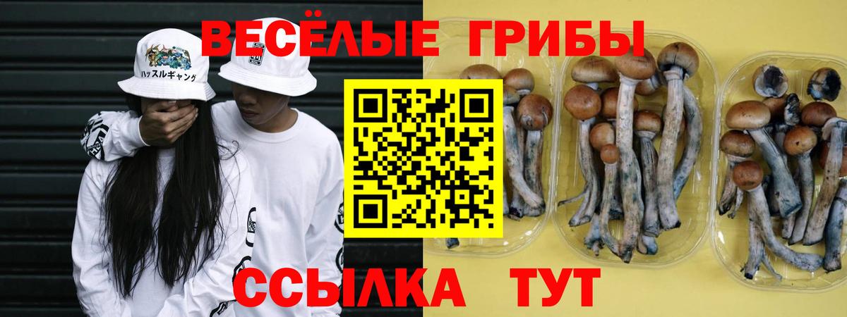 Галлюциногенные грибы Psilocybe Алейск